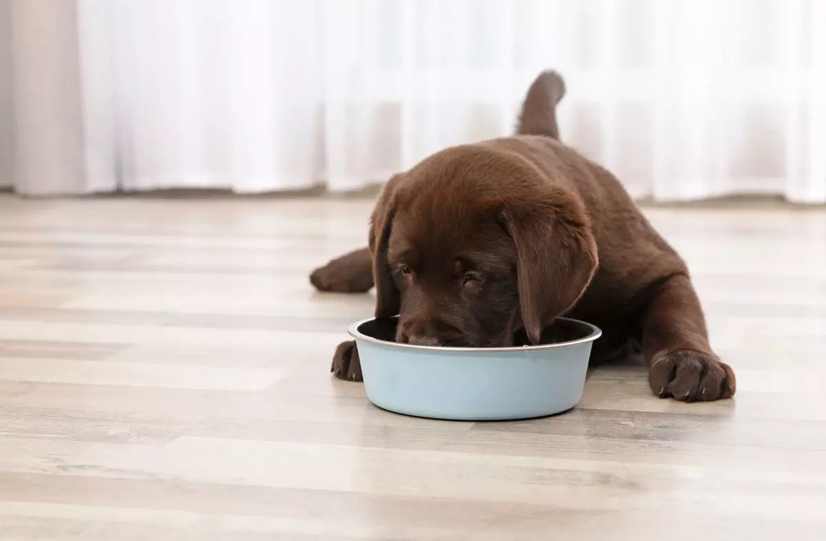 как кормить щенка?