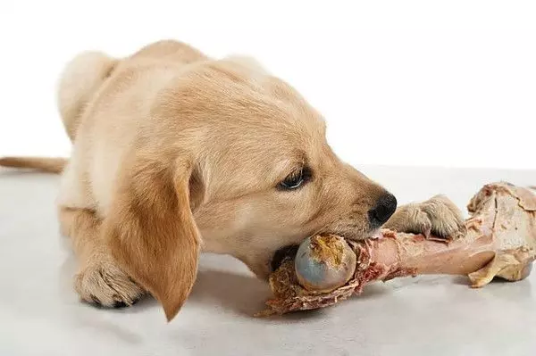 Можно ли кормить собаку костями?