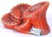 Грот-подставка для черепах Гротаква К24 актиния большая