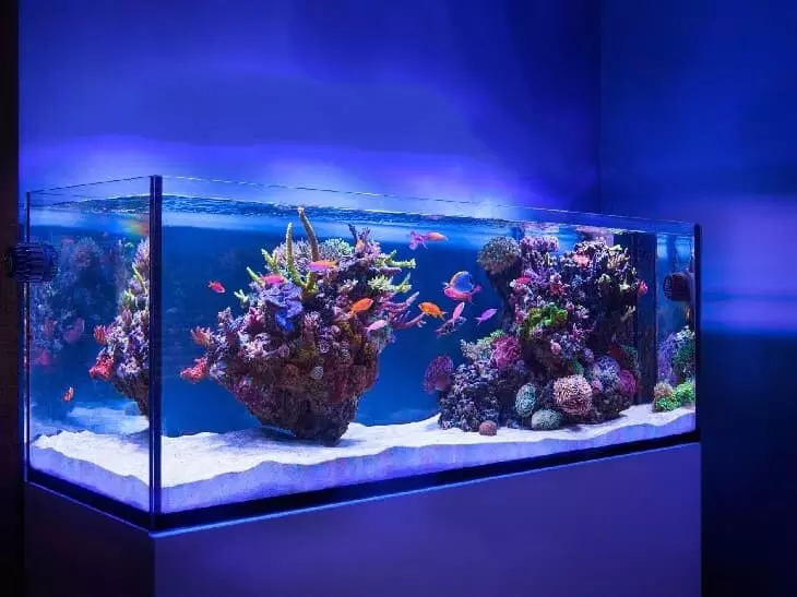 Азы аквариумистики: как правильно выбрать и запустить аквариум