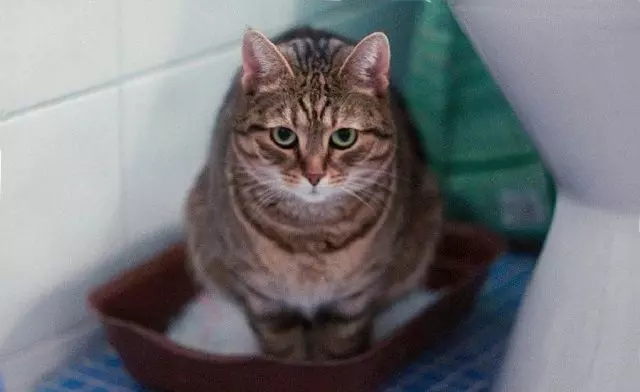 Почему кошка часто ходит в туалет