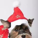 Колпак для собак YORIKI Дед Мороз 104-0 универсал