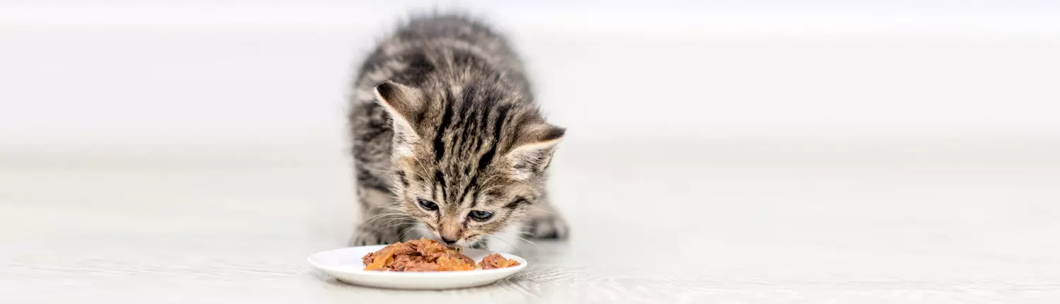 Котёнок ест корм из миски